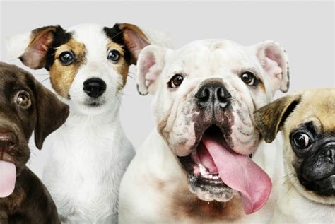 city of cockburn dog registration.